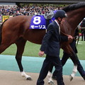 Photos: ﾓｰﾘｽ(4回東京9日 11R 第154回 天皇賞(秋)(GI)出走馬)