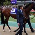 Photos: ｽﾃﾌｧﾉｽ(4回東京9日 11R 第154回 天皇賞(秋)(GI)出走馬)
