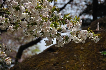1005051209_DSC_5508