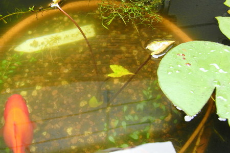 芽
