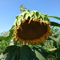 お疲れさま