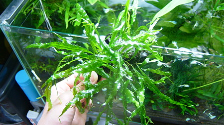 DSCF7009