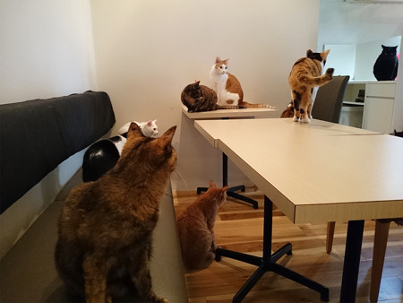 猫カフェキューリグ TheLoft 天神(4)
