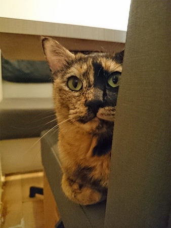 猫カフェキューリグ TheLoft 天神(9)