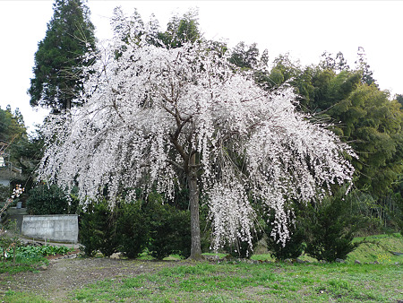 やさい工房沙羅(2)