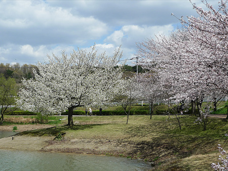 駕与丁公園の桜(3)