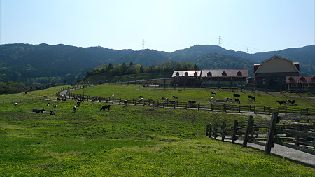 もーもーらんど油山牧場(4)