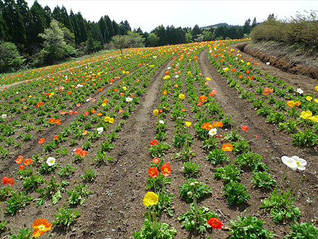フラワーヒル菊池高原(5)