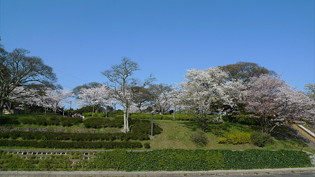 めかり公園の桜(7)