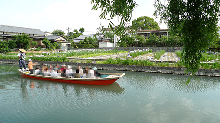 柳川~椛島菖蒲園(2)