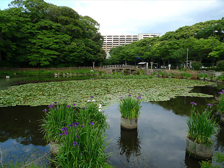 舞鶴公園の花菖蒲(7)