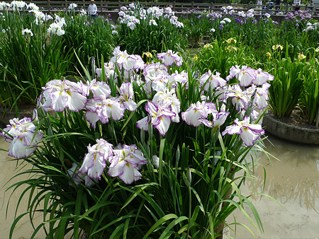 みやこ町豊津運動公園内の花菖蒲公園(10)