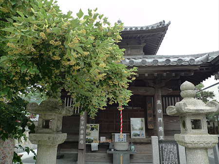 恵光院の菩提樹(2)