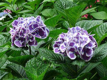 筥崎宮~紫陽花園(12)