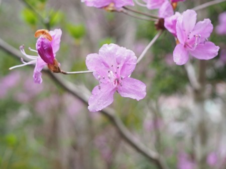 ooharayamatnboudai_dorokawa5