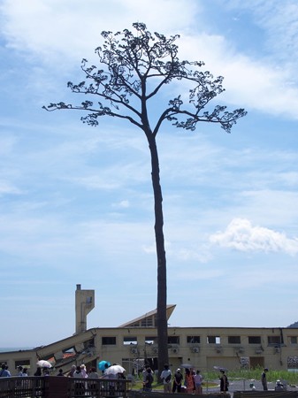 kisekinoipponmatu10