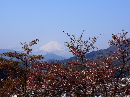 iwadonosan28