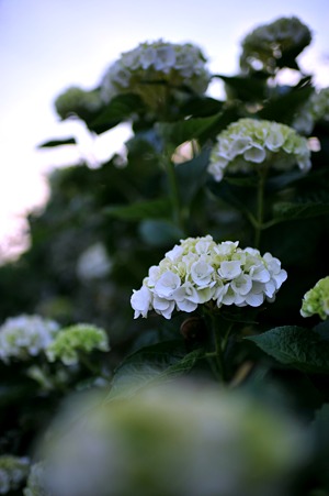 DSC_4167m