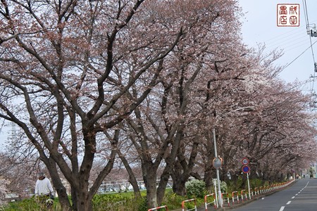 桜01