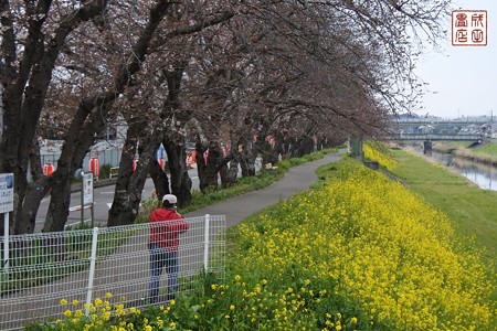 桜05