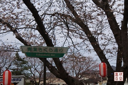 桜07