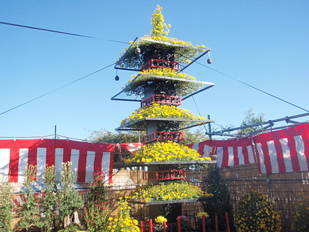 菊花祭り