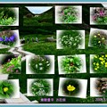 蔵出しの乗鞍　畳平  雲上のお花畑