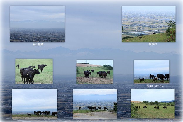 稲葉山の牛さん  立山連峰を背景に