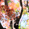 円覚寺　モミジの紅葉