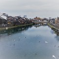浅野川とユリカモメ　  中の橋
