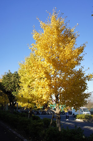 黄色い木