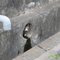 Photos: あ、まだ居る〔姉さま心の声〕