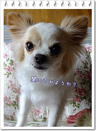 聞いてみる