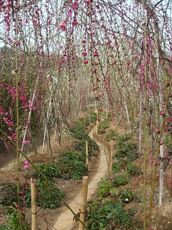 ume3
