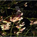 Photos: 春の夜に