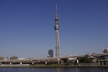 桜の季節