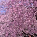 弘明寺大岡川に咲く枝垂れ桜とカメラマン・・20140406
