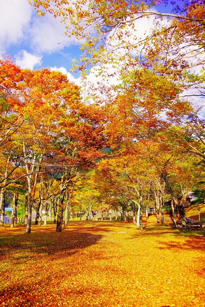 丹沢湖 赤く 黄色く染まる紅葉 風景 写真共有サイト フォト蔵