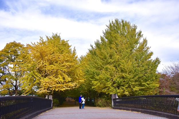 平日の昼下がり。。色付く銀杏。。昭和記念公園 20161110