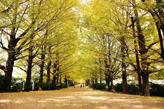 太陽の光が木漏れ日に。。昭和記念公園 イチョウ並木 20161110