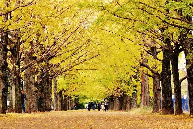 黄色い絨毯。。イチョウの落ち葉。。昭和記念公園 20161110
