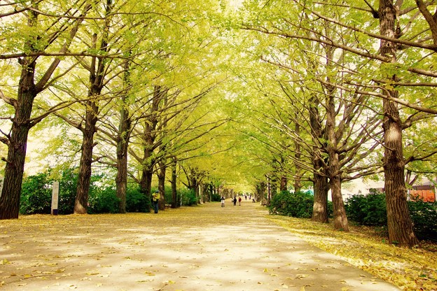 明るい木漏れ日。。昭和記念公園 イチョウ並木 20161110