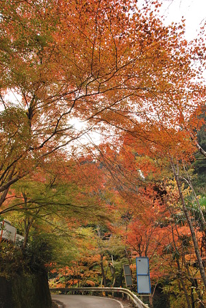 2010年・紅葉のR371-7
