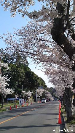 石上神宮前の桜並木