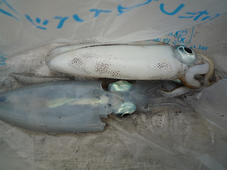 釣果