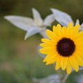 Photos: 熱い光を