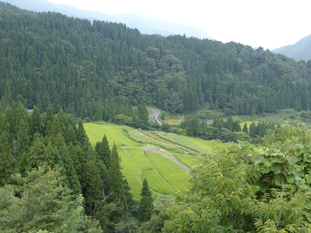 つく米の棚田風景