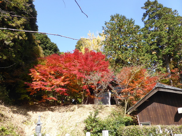 大國寺のモミジ