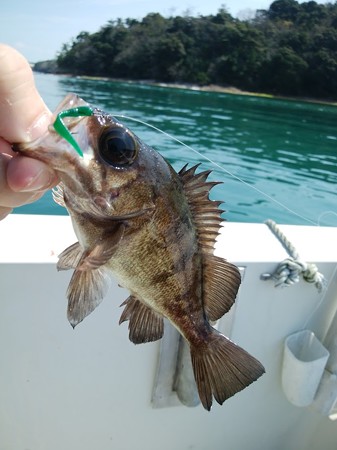 Japanese black rockfish
