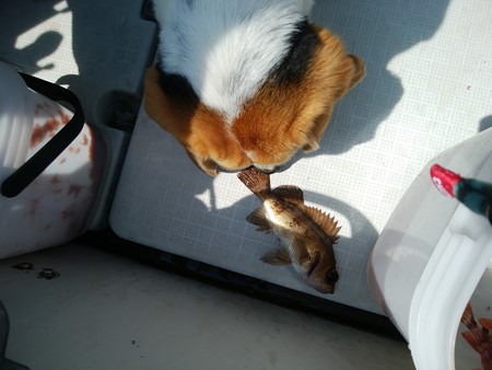 Leo & Japanese black rockfish